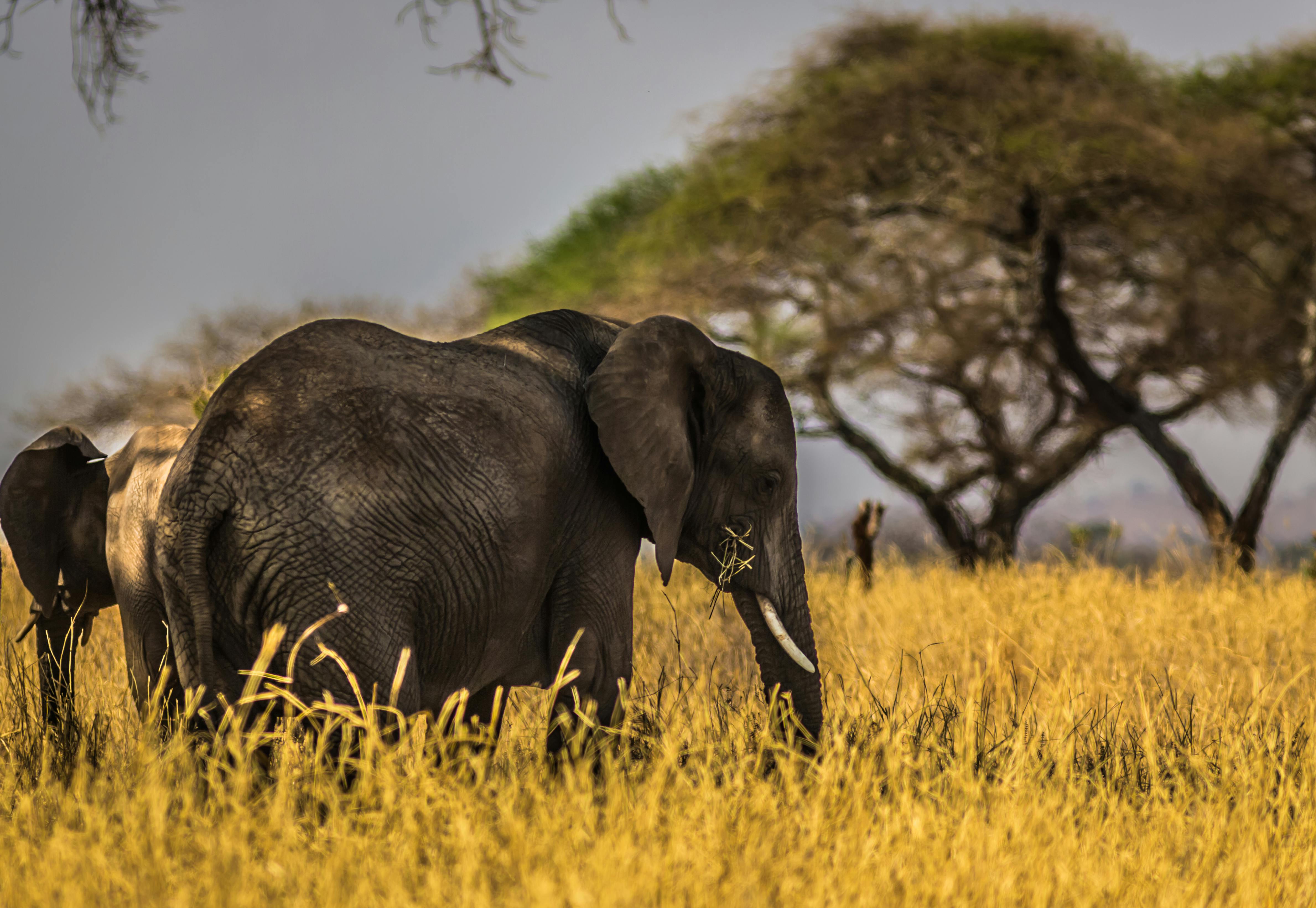 Majestic elephant in the Serengeti plains during the Great Migration