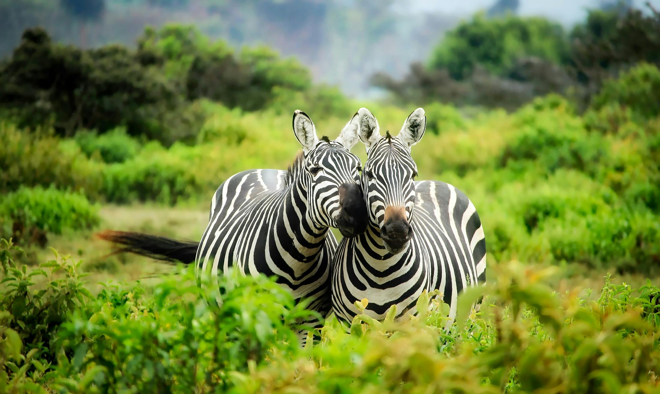Zebras grazing peacefully in Tarangire National Park