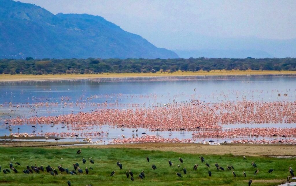 Lake Manyara Safari