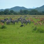 Mikumi National Park image 3