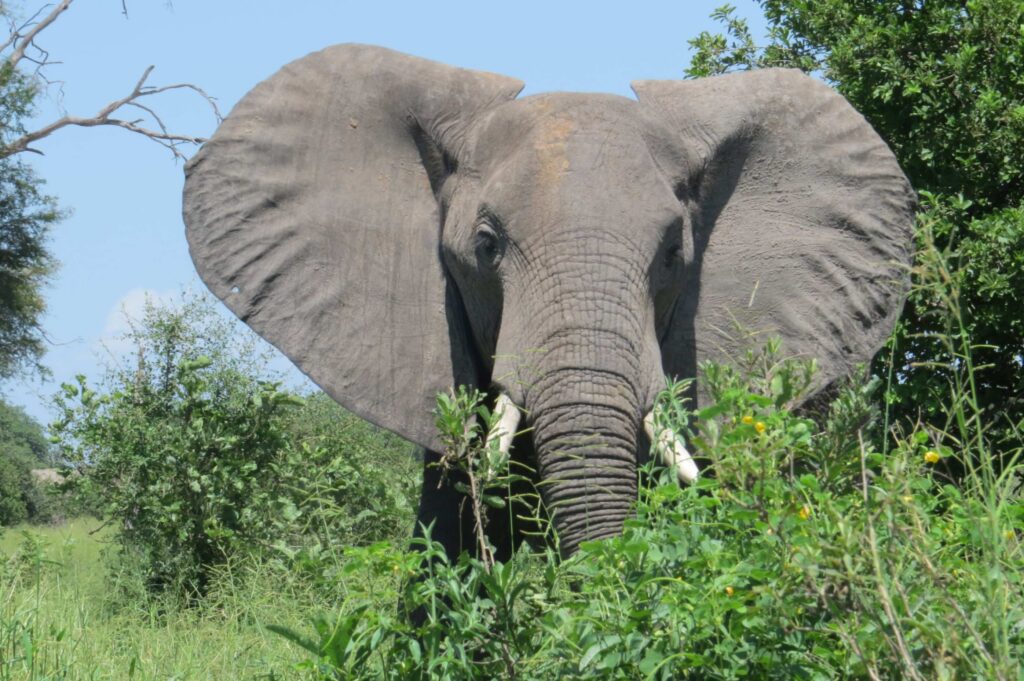 ruaha 2