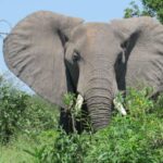 Ruaha National Park image 3
