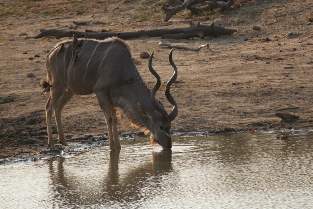 ruaha 3