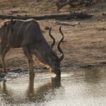 Ruaha National Park image 2