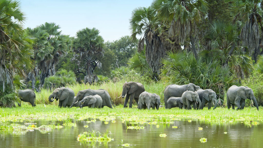 selous